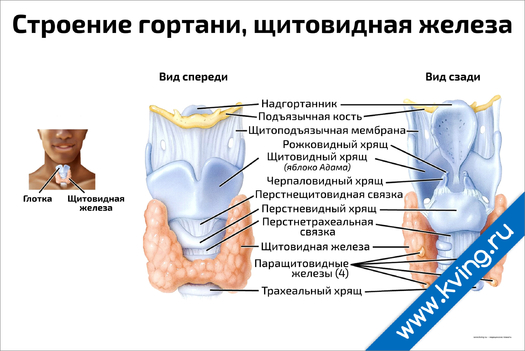 Узи горла. Строение гортани и щитовидной железы. Гортань и щитовидная железа. Щитовидный хрящ гортани анатомия.