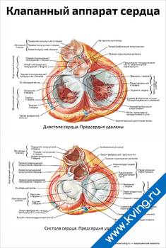 Плакат клапанный аппарат сердца
