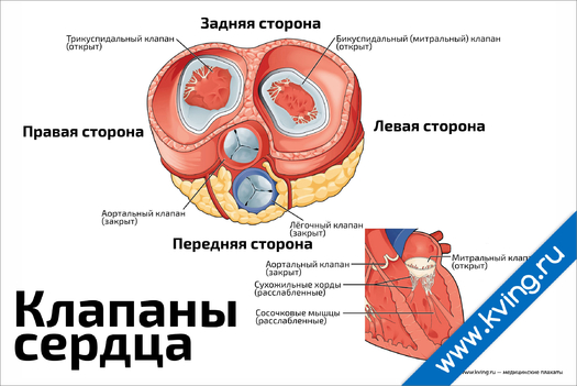 Плакат клапаны сердца в разрезе