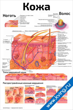 Плакат кожа