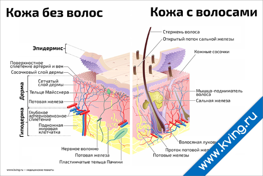 Плакат строение кожи и волоса