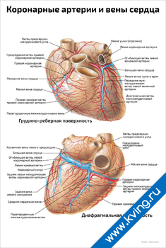 Плакат коронарные артерии и вены сердца