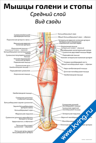 Анатомия мышц голени Синельников