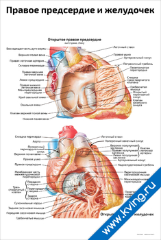 Плакат правое предсердие и желудочек