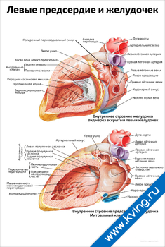 Сердце и сосуды плакат thumbnail