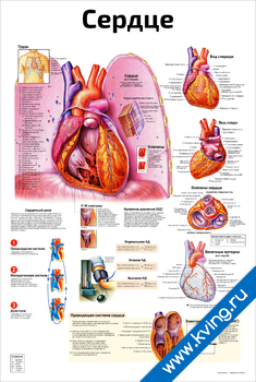 Плакат сердце и функции
