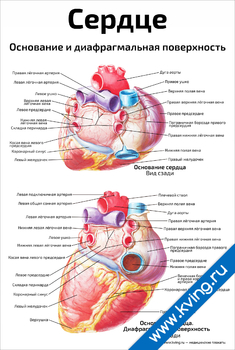 Плакат сердце, основание и диафрагмальная поверхность