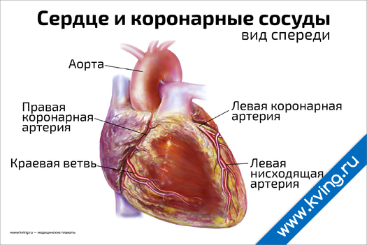 Плакат сердце и коронарные сосуды