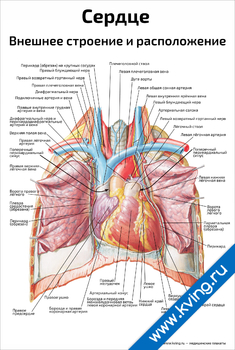 Плакат сердце, внешнее строение и расположение