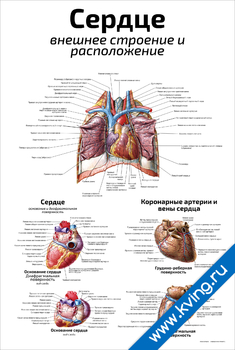 Плакат сердце: внешнее строение и  расположение