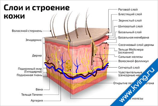 Плакат слои и строение  кожи: горизонтальный