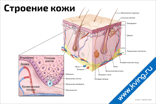 Плакат строение кожи